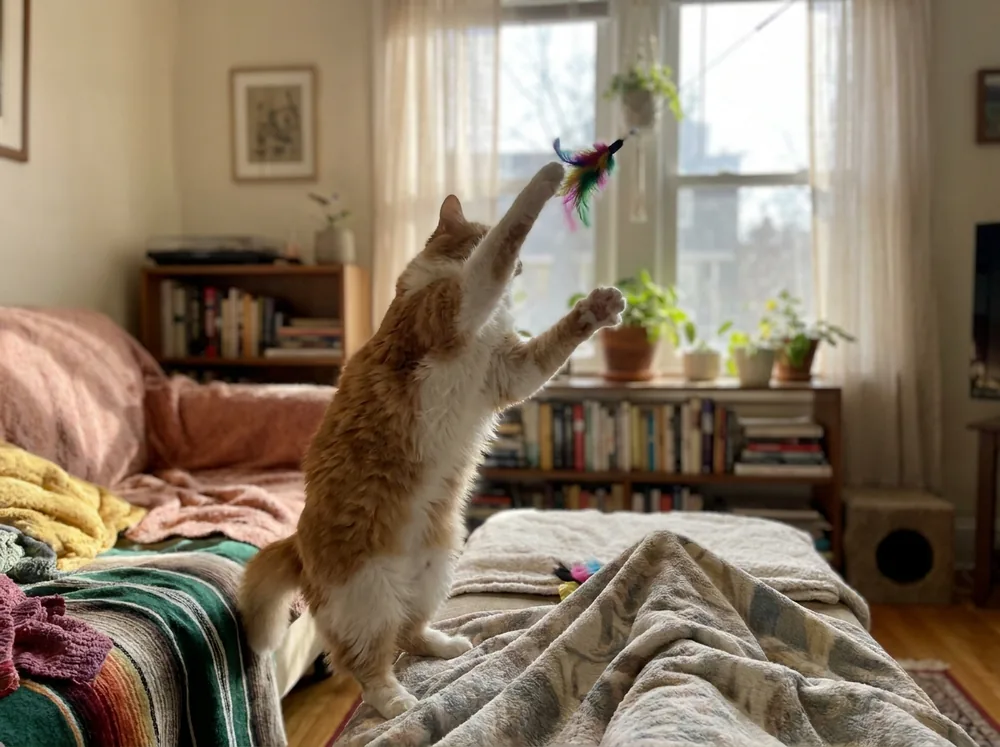 Spielende Katze, Kurs