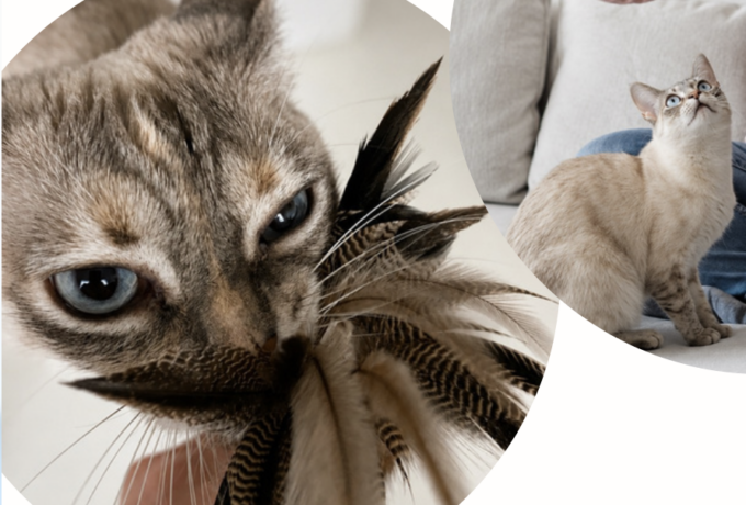 Spielende Katze, Kurs